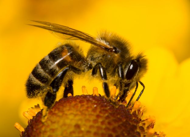 Apitoksynoterapia - leczenie jadem pszczelim